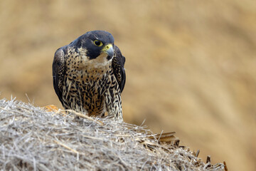 Pygargue de madagascar sur son nid