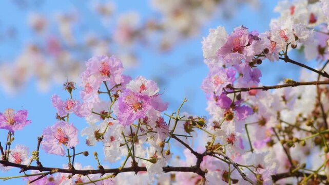 Delicate white pink lagerstroemia crepe myrtle flowers blooming on branches with soft dreamy pastel bokeh background