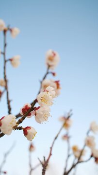水色の空に咲く梅の花