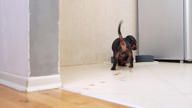 A tiny black and tan dachshund runs across the white tile floor near the doorway toward bowls of food and water in a bright, wood-paneled home, leaving paw prints.