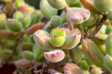 Cactus succulents outdoor Natural background. Adorable Cotyledon tomentosa (Bear's Paw) succulent plant in summer garden.