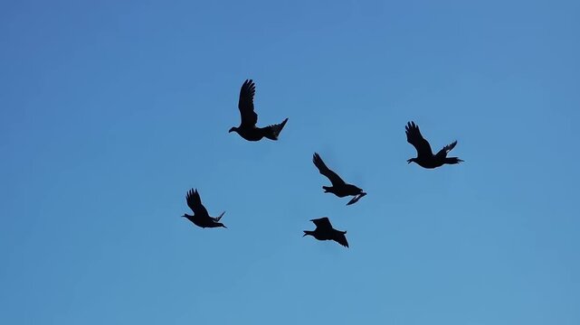 A flock of birds flying in the clear blue sky.
