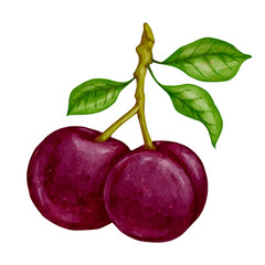 Ripe, juicy plum. Vector graphics.