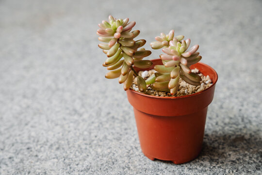 A pretty variegated succulent plant, Sedum rubrotinctum aurora