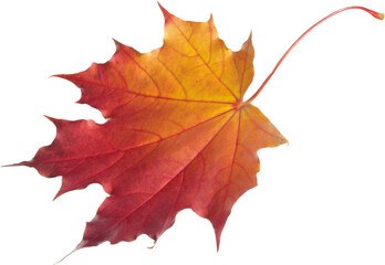 Obraz premium autumn maple leaf