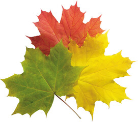 Obraz premium autumn maple leaf