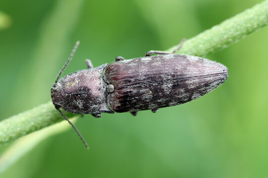 Actenicerus siaelandicus is a species of click beetle belonging to the family Elateridae.
