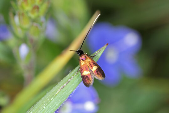 Little Longhorn, Cauchas fibulella is a day-active moth of the Adelidae family. The larvae feed on Veronica chamaedrys and Veronica officinalis.