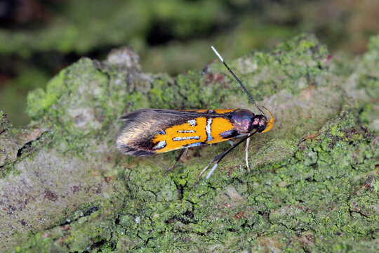 Oak-Bark Mulch Moth or Silver Ray Moth, Schiffermuelleria schaefferella is a species of concealer moth in the family Oecophoridae.