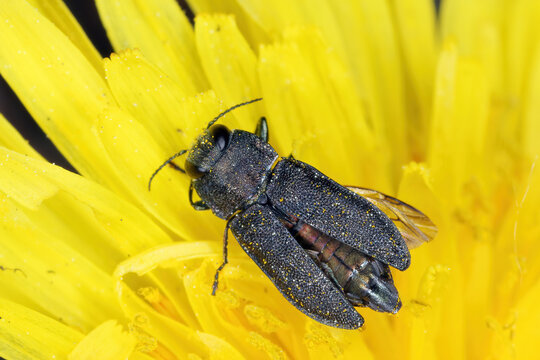 Anthaxia morio beetle in the family Buprestidae, jewel beetles. An adult insect feeding on flower pollen.