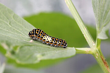 Caterpillar of Old World Swallowtail, Papilio machaon feeding on lovage grown in the garden. © Tomasz