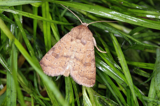 The Uncertain, Hoplodrina octogenaria is a moth of the family Noctuidae, noctuid moths or owlet moths.