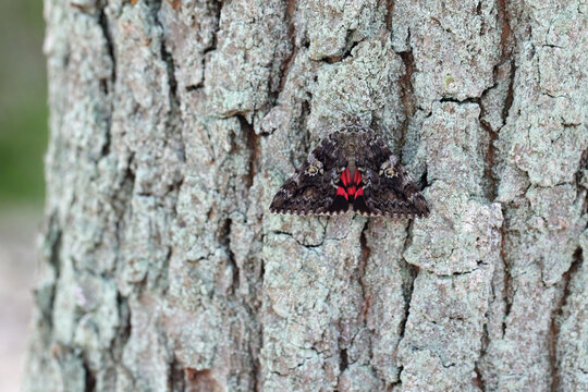 Catocala sp.  moths in the family Erebidae commonly known as underwing moths. Adult insect on an oak trunk.