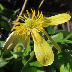 日本で早春にヒメリュウキンカが黄色い花を咲かせています
