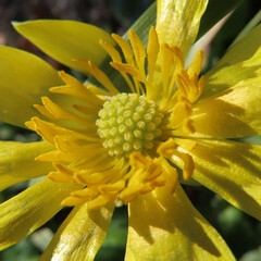 日本で早春にヒメリュウキンカが黄色い花を咲かせています