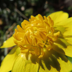 日本で早春にヒメリュウキンカが黄色い花を咲かせています