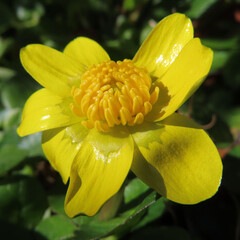 日本で早春にヒメリュウキンカが黄色い花を咲かせています