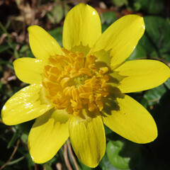 日本で早春にヒメリュウキンカが黄色い花を咲かせています