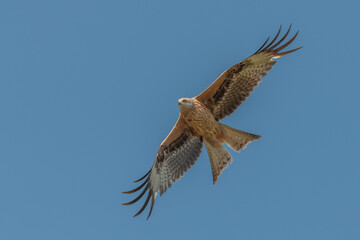 Fototapeta premium Red Kite (Milvus milvus) - Red Kite, flies in blue sky on sunny day above valley