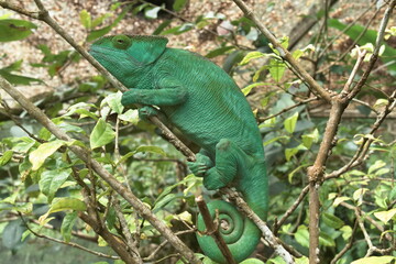 green person chameleon on a tree