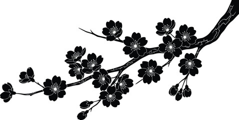 Black Silhouette of Cherry Blossom Branch with Sakura Flowers and Buds Isolated on White Background for Japanese Spring Floral Vector Design © Saila