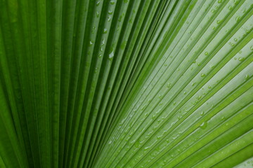 Obraz premium Fan palm leaf pattern with dew drops