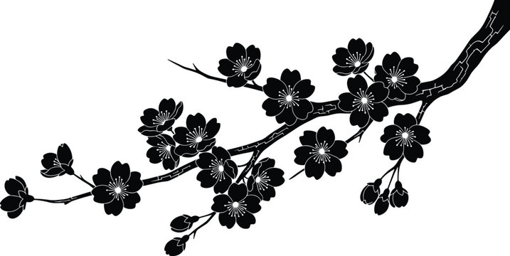 Black Silhouette of Cherry Blossom Branch with Sakura Flowers and Buds Isolated on White Background for Japanese Spring Floral Vector Design