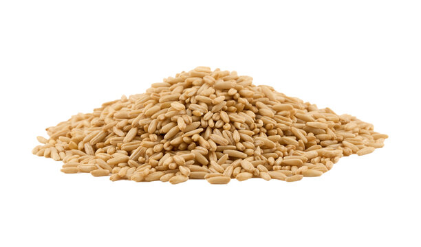 closeup macro pile of whole oat groat isolated on white background cutout