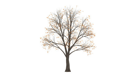 Obraz premium Bare tree with orange leaves in autumn season