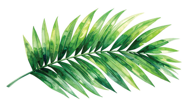 Delicate watercolor painting of a vibrant green palm frond with illutrastion transparent background