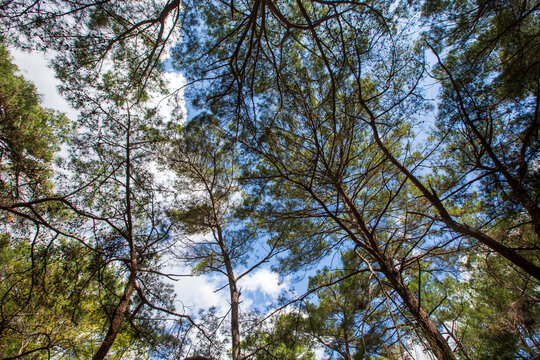 Pine is the name given to coniferous species that include forest trees from the Pinus genus of the Pinaceae family.