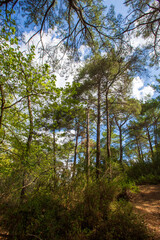 Pine is the name given to coniferous species that include forest trees from the Pinus genus of the Pinaceae family. © Esin Deniz