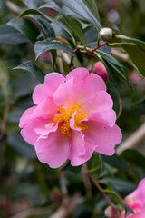 Obraz premium This flower is Camellia (Latin name Camellia japonica)