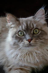 Fototapeta premium Close-up portrait of fluffy gray longhair cat with striking green eyes