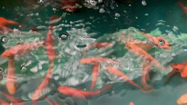 4K footage of tilapia fish swimming in pond water. Aquaculture farming scene with fresh tropical freshwater fish in natural environment.