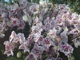 Tropical orchids