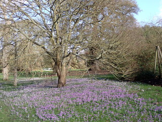 purple crocus flowers growing in spring 