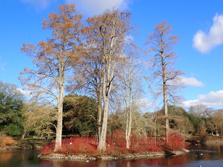 bare trees with red dog wood
