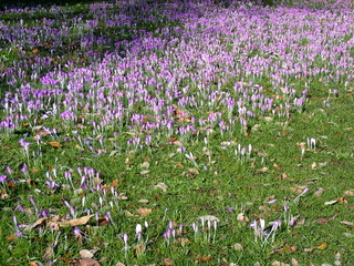 purple crocus flowers growing in spring 