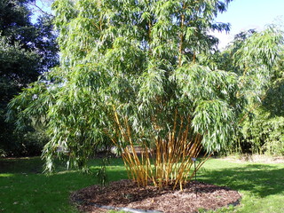 yellow bamboo in garden