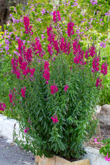 Obraz premium Antirrhinum is a plant genus belonging to the Plantaginaceae family.