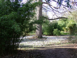 purple crocus flowers growing in spring 
