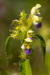 Nesselblüte im Sommer © Aloisia