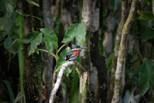 Emerald Watcher: Male Green Kingfisher (Chloroceryle americana) perched in the mangrove swamps of Yasuni National Parc, Ecuador 
