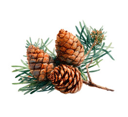 Watercolor depiction of pine cones nestled among delicate blue-green needles on a branch