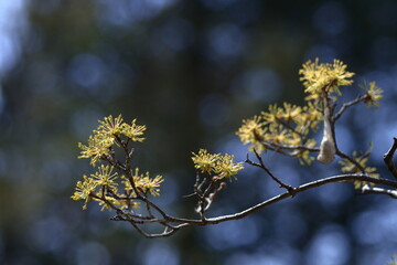 庭のサンシュユ