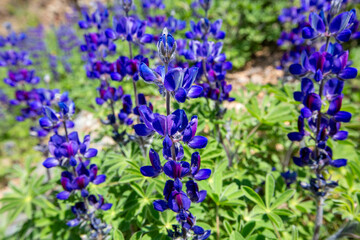 Lupinus pilosus is a species of edible flowering plant from the Fabaceae family that grows in Mediterranean shrublands.