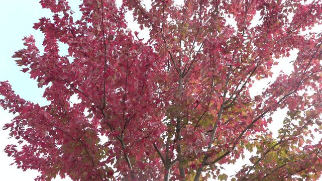Colourful Autumn Season Leaves In Basildon Essex
