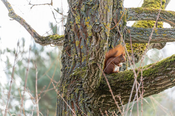 Fototapeta premium A squirrel is sitting on a tree branch. The branch is covered in moss. The tree is surrounded by bushes