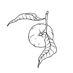 Line sketch of a tropical mandarin fruit. Vector graphics.